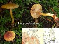 Inocybe glabripes-amf15